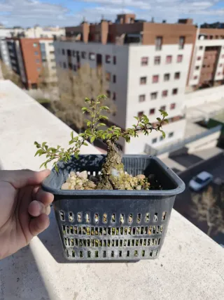 REBAJA Bonsái Zelkova Nire