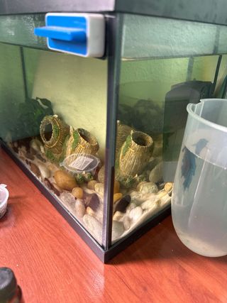 Pecera 20L con filtro Eheim y accesorios