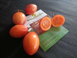 Conjunto 2 variedades tamarillo (Solanum betaceum)