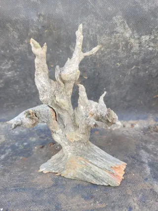 Tanuki sohin o mame bonsai