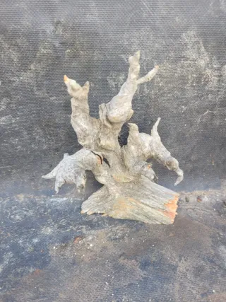 Tanuki sohin o mame bonsai