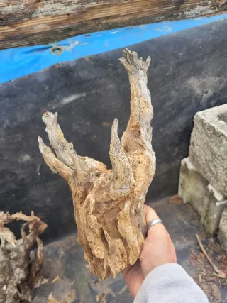 Raíz Tanuki para bonsái o terrario