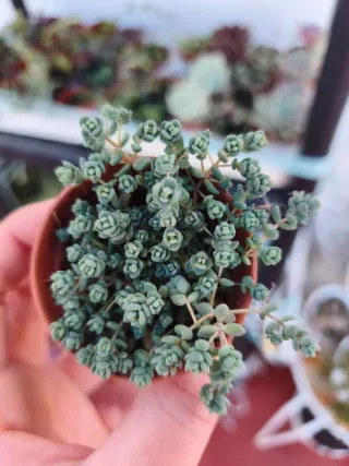 Sedum dasiphillum minor