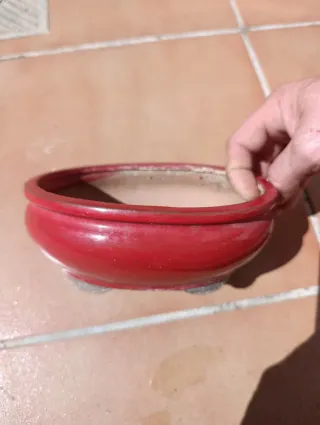 Lote 2 Macetas Bonsái Cerámica Azul