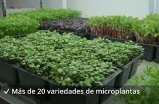 Negocio listo para empezar – microgreens