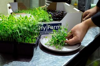 Negocio listo para empezar – microgreens