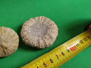 Fossili di Riccio di Mare (2 unità)