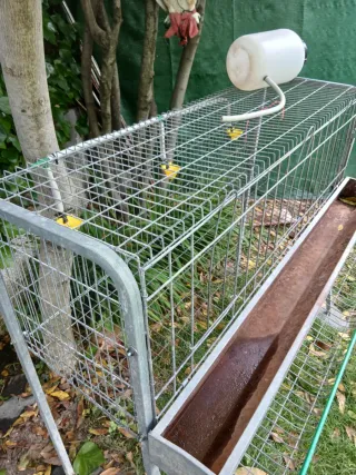Jaula para gallinas con bebederos