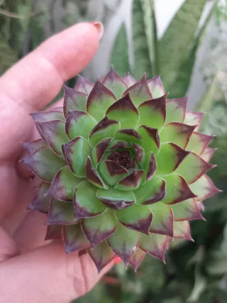 Planta Sempervivum Suculenta
