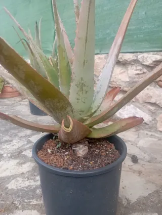 Planta Aloe Vera en Maceta