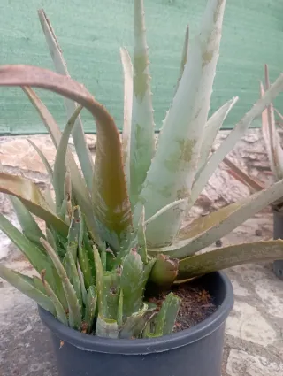Planta Aloe Vera en Maceta