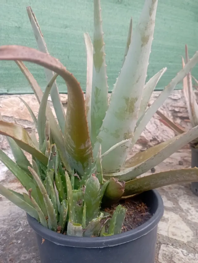 Planta Aloe Vera en Maceta