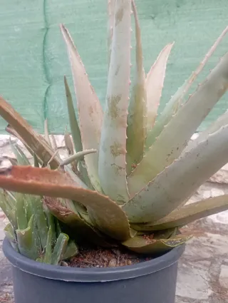 Planta Aloe Vera en Maceta