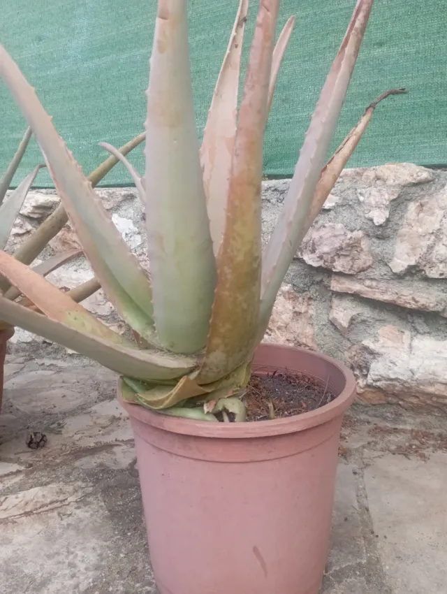Planta Aloe Vera en Maceta