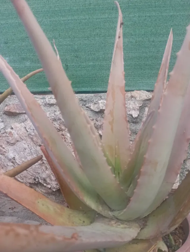 Planta Aloe Vera en Maceta