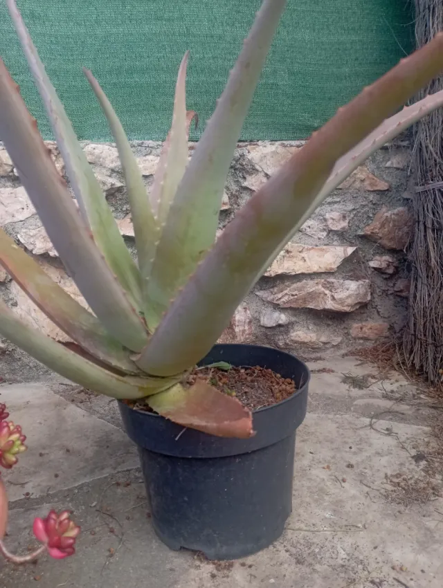 Planta Aloe Vera en Maceta