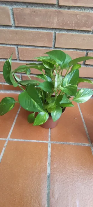 Planta Potos con maceta y soporte
