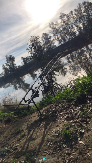 Canne da pesca alla carpa