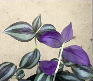 Lote Esquejes y Plantas para Ely M.