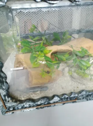 Piccolo Terrario Decorato