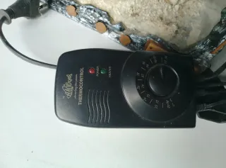 Piccolo Terrario Decorato
