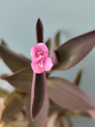 Esqueje Tradescantia pallida purpurea