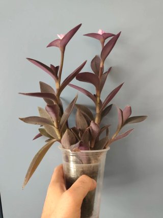 Esqueje Tradescantia pallida purpurea