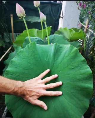 Fior di loto baby peony