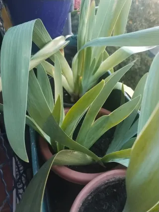 Planta Lirios Blancos/Azules