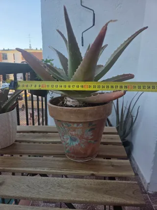 Planta Aloe Vera en Maceta