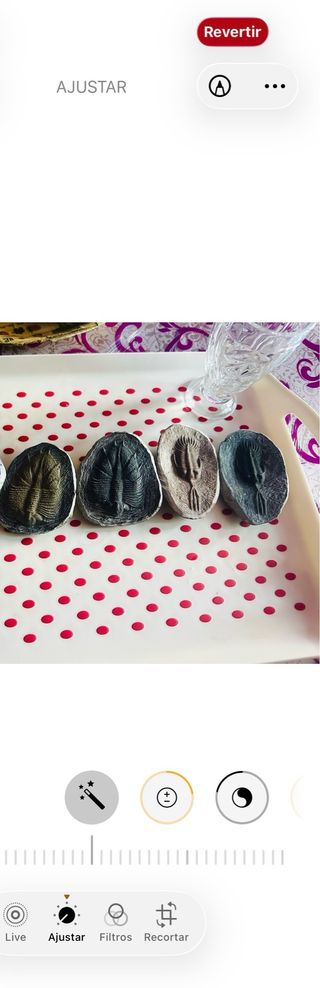 Fósiles de Trilobites (4 piezas)