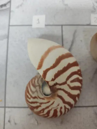 Nautilus decoración