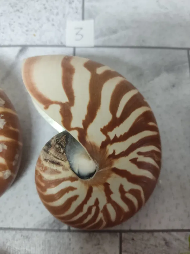 Nautilus decoración