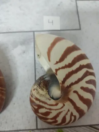 Nautilus decoración