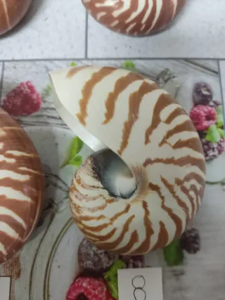 Nautilus decoración