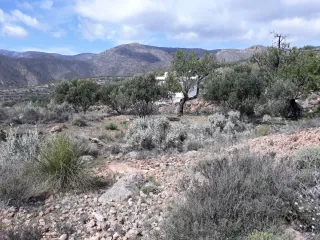 Vendo. Finca de Secano en Felix junto al pueblo