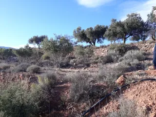 Vendo. Finca de Secano en Felix junto al pueblo