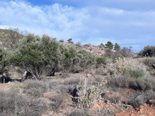 Vendo. Finca de Secano en Felix junto al pueblo