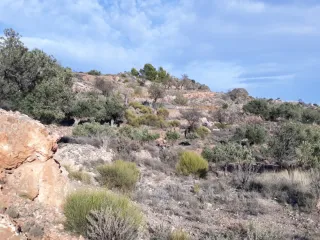Vendo. Finca de Secano en Felix junto al pueblo