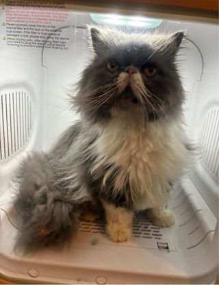 Caja secadora para mascotas