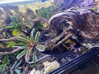 Terrario 80x40x40 Madurado