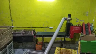 Se vende Línea desgranado y pelado de ajos