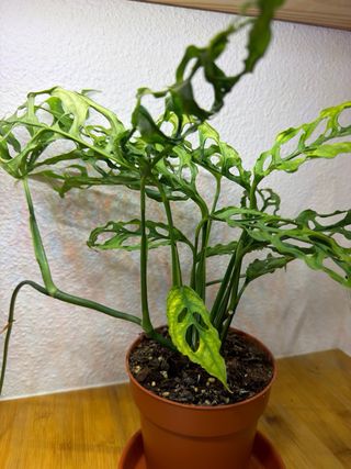 Monstera Peru