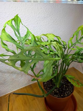 Monstera Peru