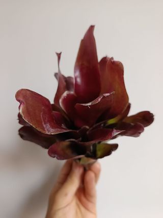 Neoregelia CASIOPEA Planta Bromelia interior