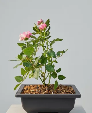 Bonsái de Rosal