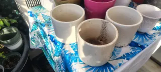 Lote de tiestos de cerámica y terracota