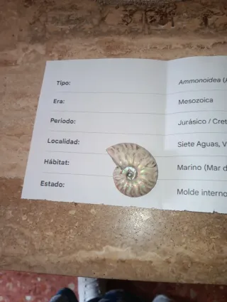 Fósil Ammonite Nacarado T 4x3