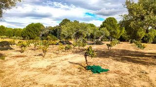 Solar en venta en Brunete