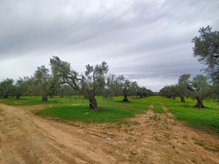 Terreno en venta en Bollullos de la Mitación